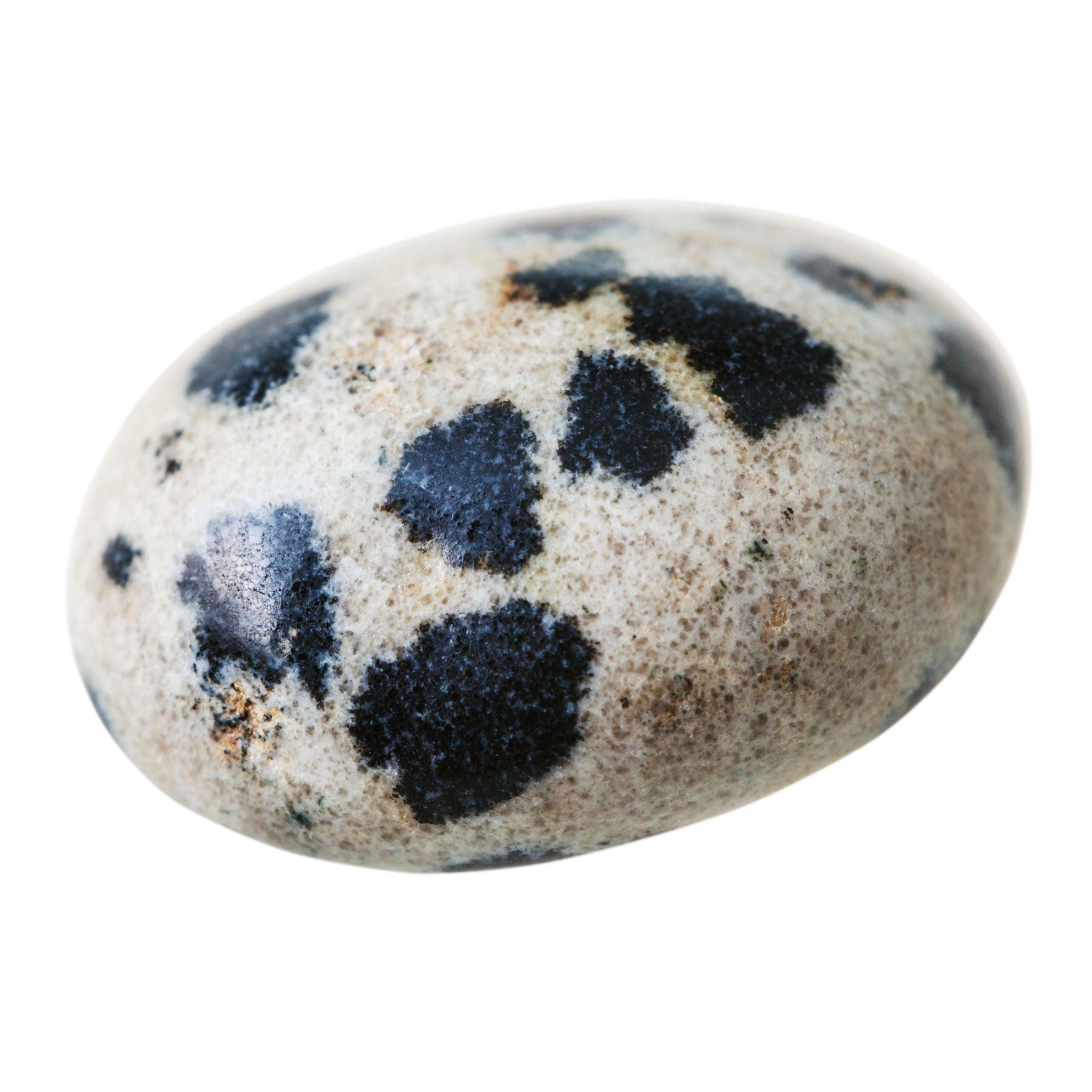 Dalmatian -